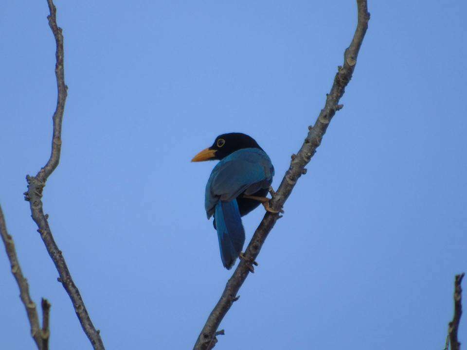 Imagem de Cyanocorax yucatanicus (Dubois & Ajc 1875)