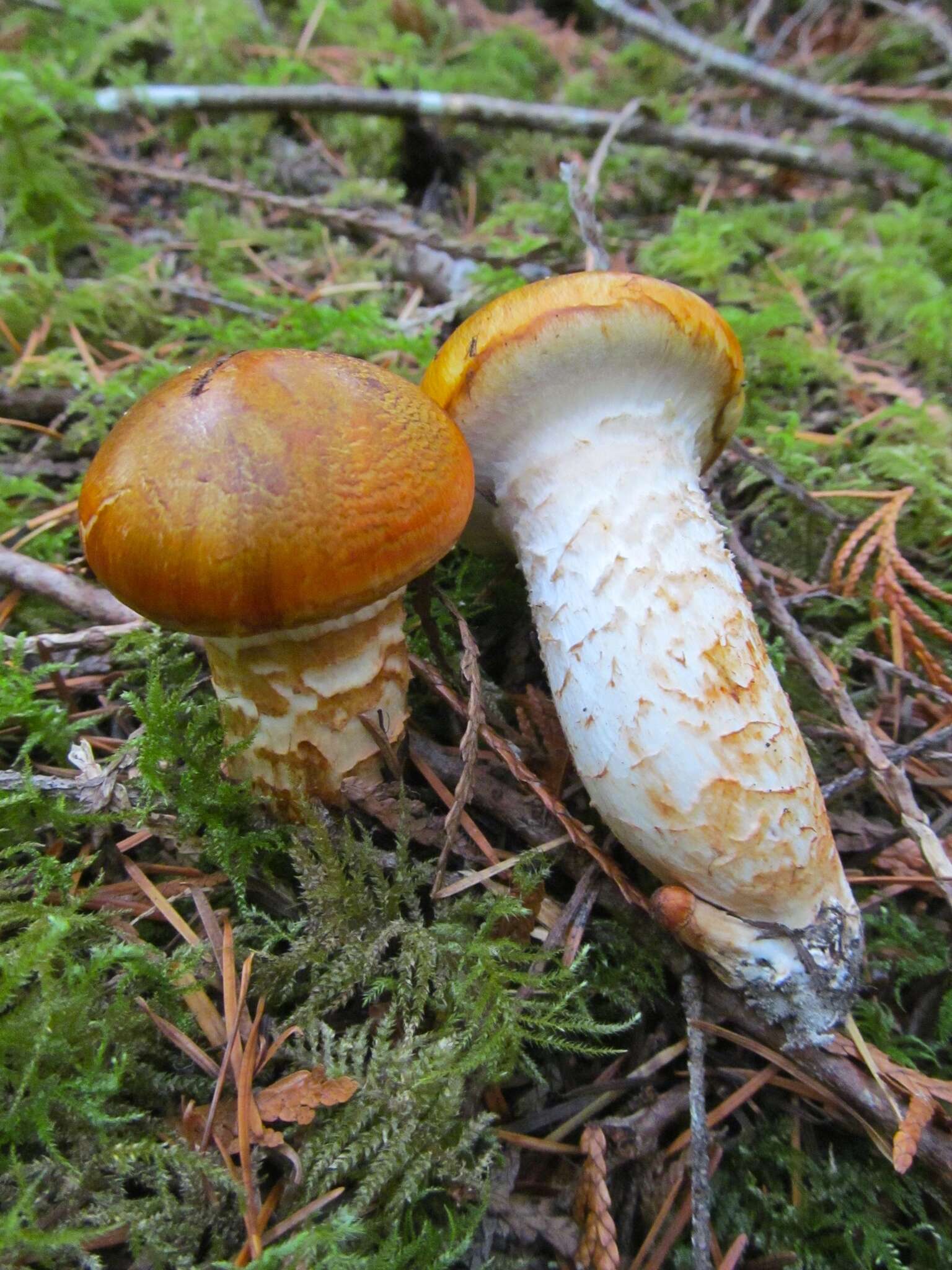 Image of Tricholoma focale (Fr.) Ricken 1914