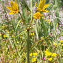 Image of Phycella lutea