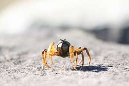 Image of Light-blue Soldier Crab