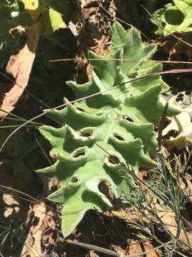 Image of Chorro Creek bog thistle