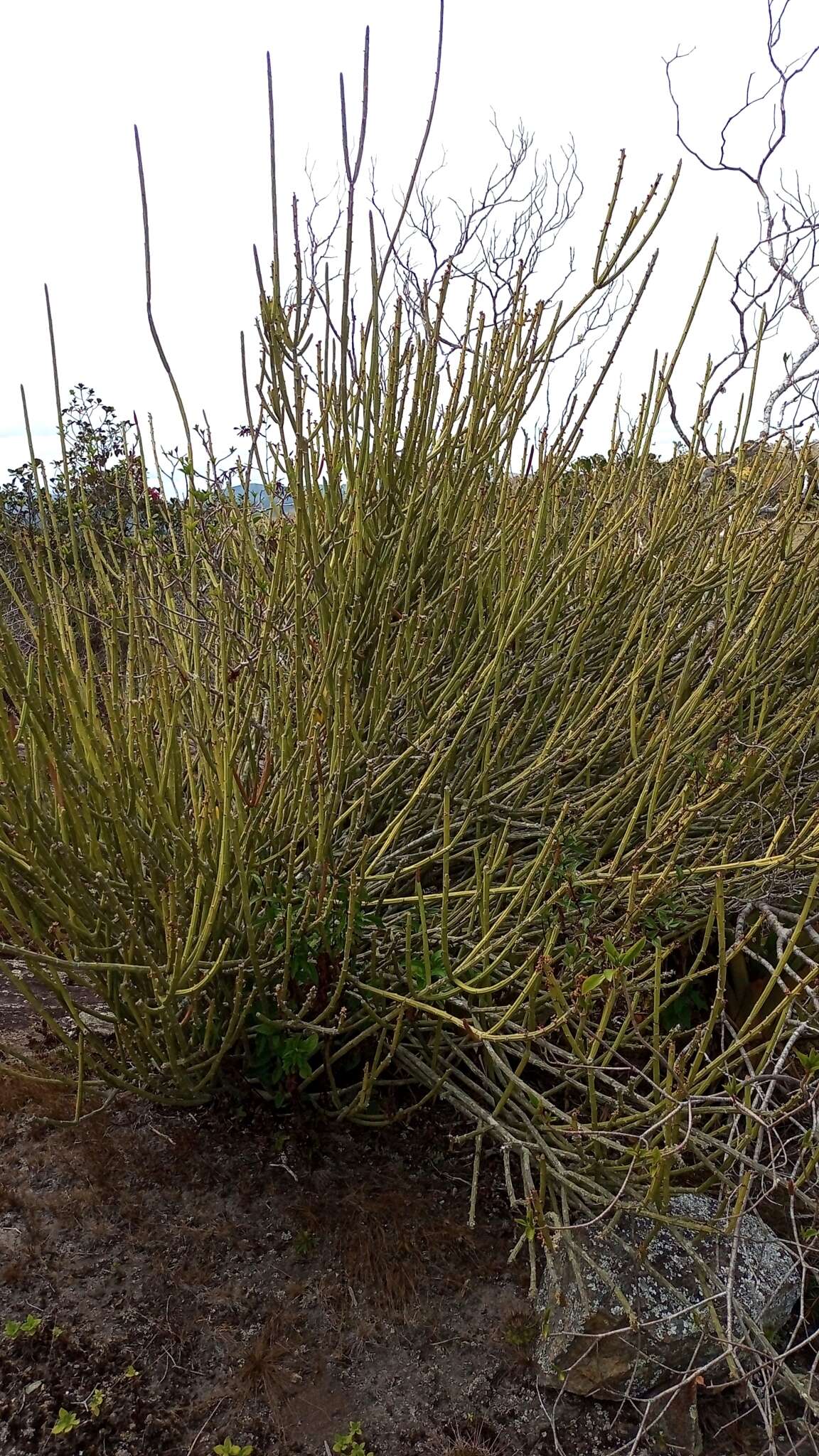 Sivun Euphorbia phosphorea Mart. kuva