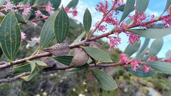 Image of Hakea neurophylla Meissn.