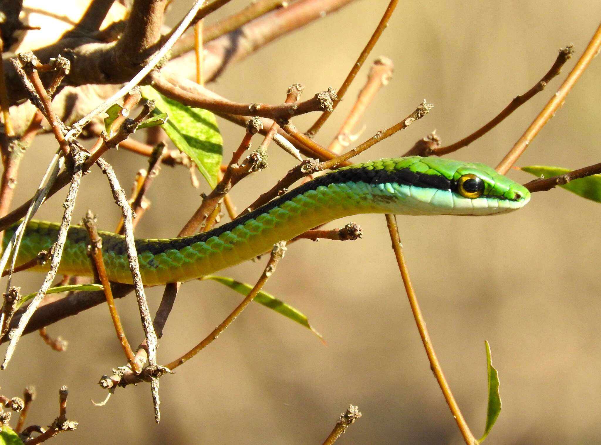 Image of Pacific Coast Parrot Snake