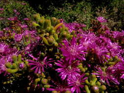 Imagem de Drosanthemum tuberculiferum L. Bol.