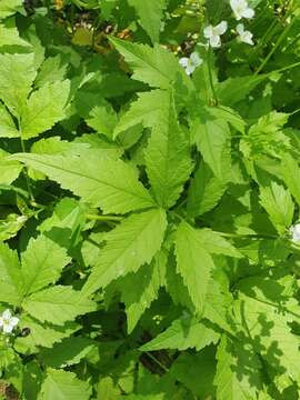 Image of Cardamine leucantha (Tausch) O. E. Schulz