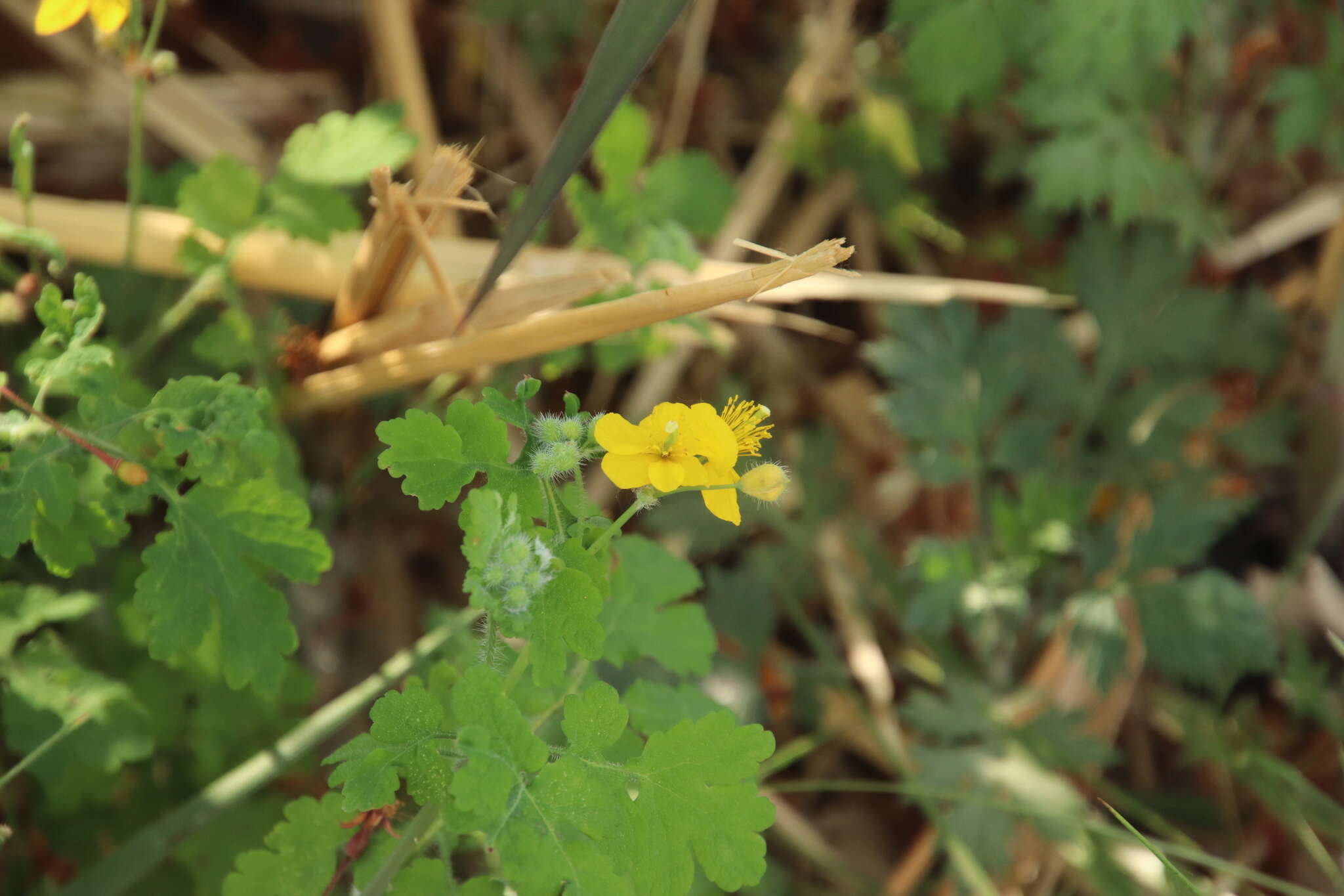 Image of Chelidonium asiaticum (Hara) A. Krahulcová