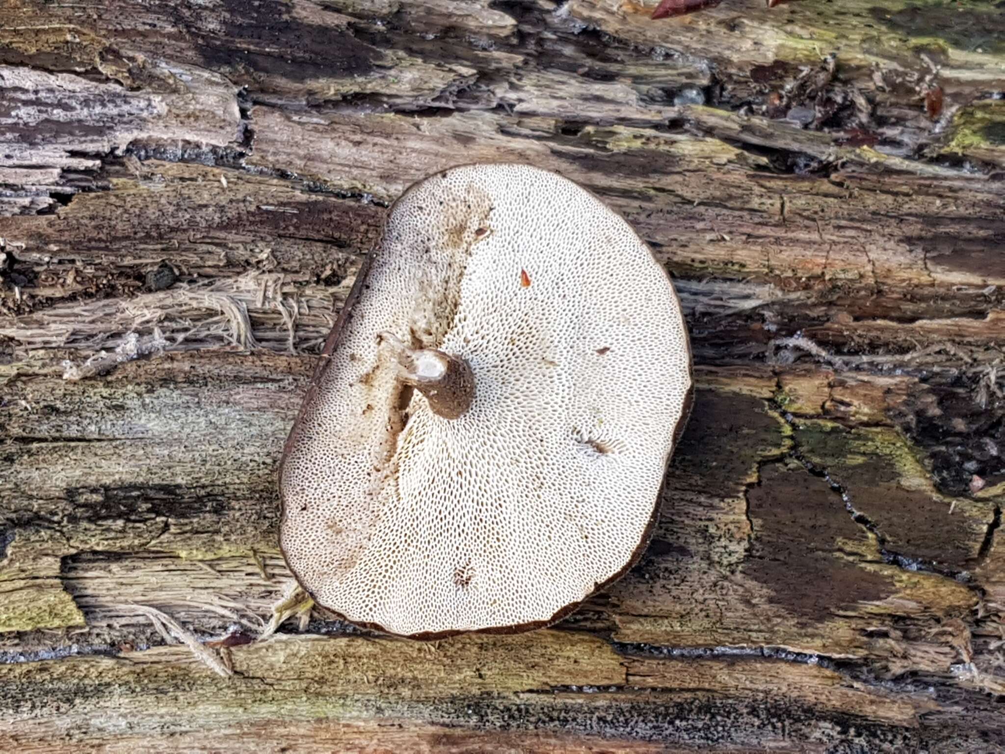 Image de Lentinus brumalis (Pers.) Zmitr. 2010