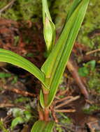 Image of Pterostylis cardiostigma D. Cooper