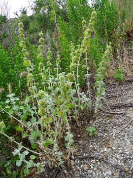 Image of horehound