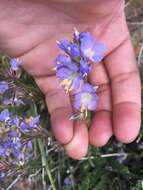 Image of Nevada Jacob's-ladder