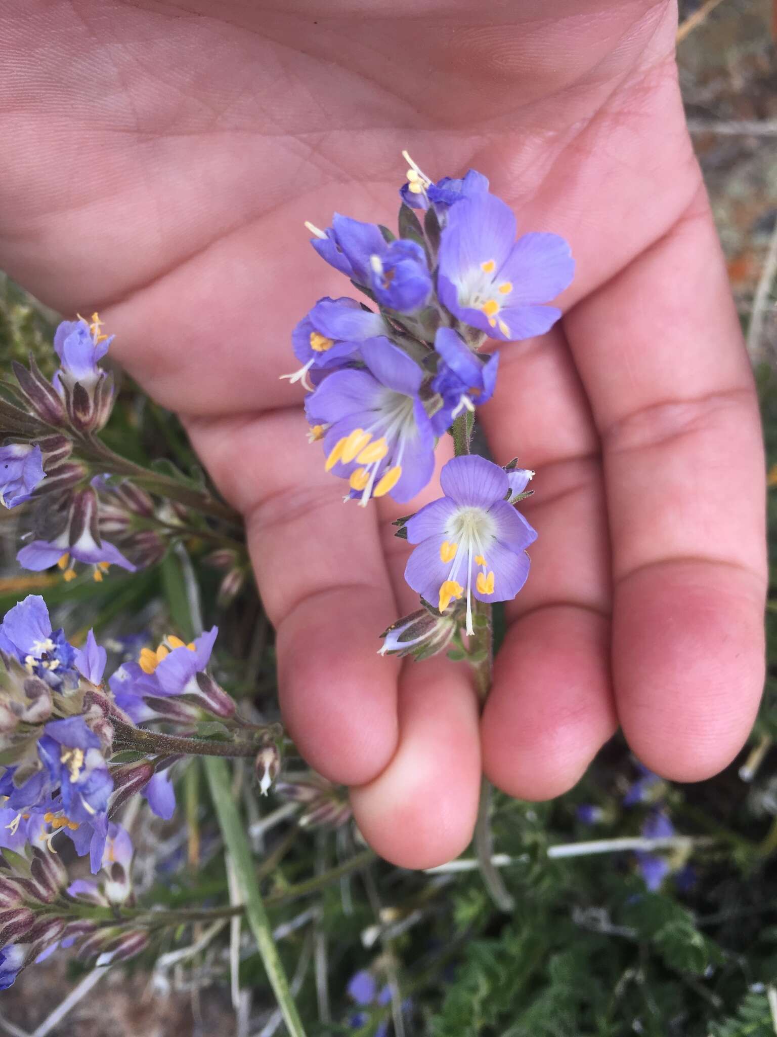 Imagem de Polemonium nevadense Wherry