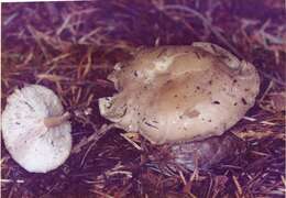 Image of Clitocybe phyllophila (Pers.) P. Kumm.