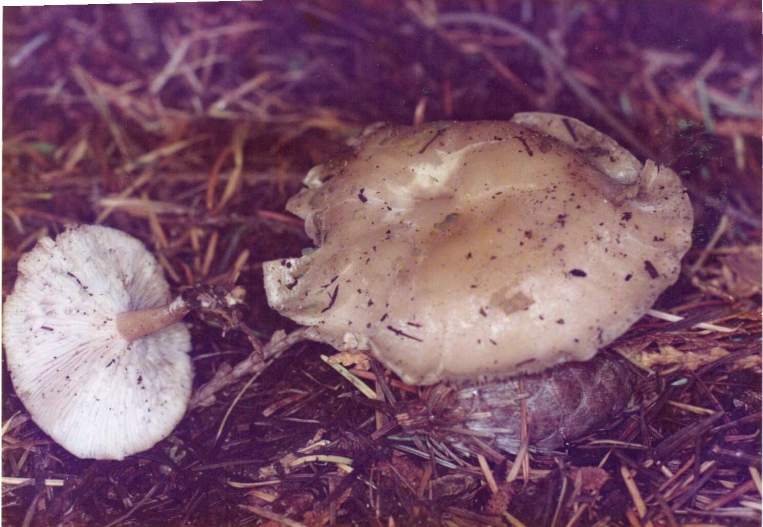 Image of Clitocybe phyllophila (Pers.) P. Kumm.