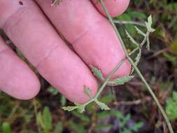 Image of coastal plain angelica