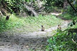 Image of Green Monkey