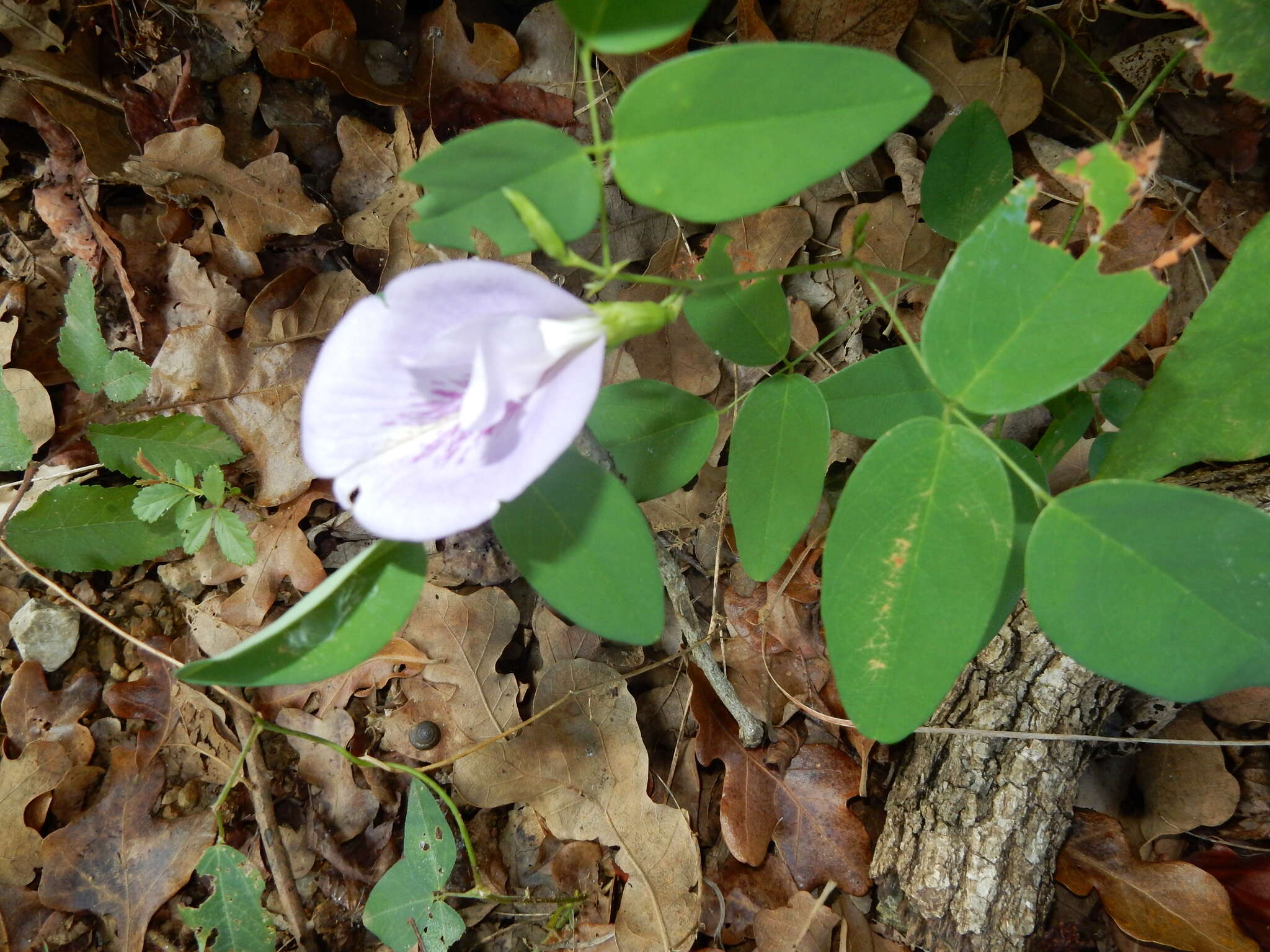 Clitoria mariana L. resmi