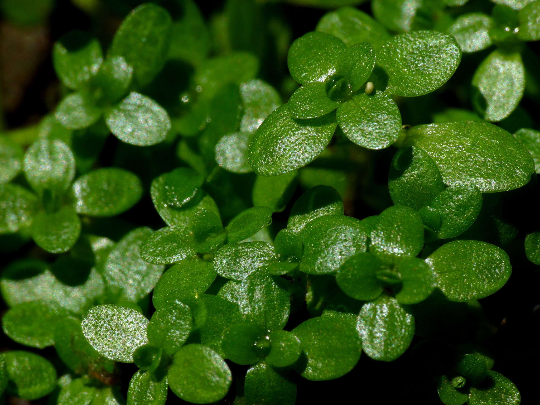 Image of Callitriche petriei R. Mason