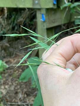 Image of Bromus sitchensis var. sitchensis