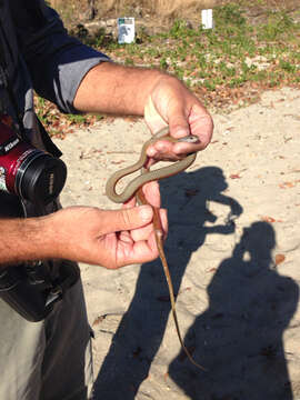 Image of Collared Whip Snake