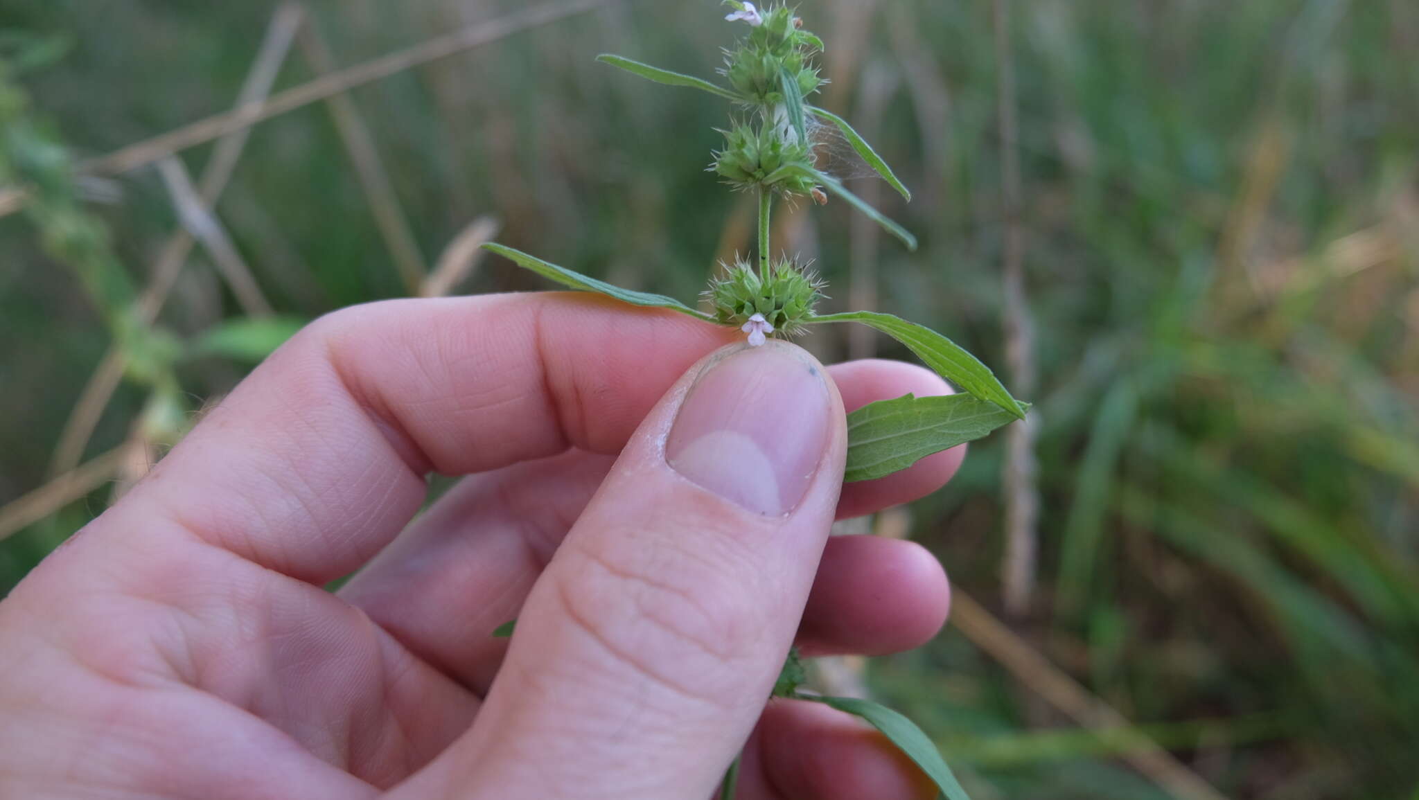 Image of lion's tail