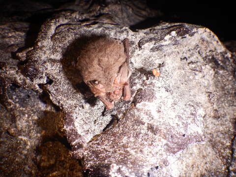 Image of Mexican big-eared bat