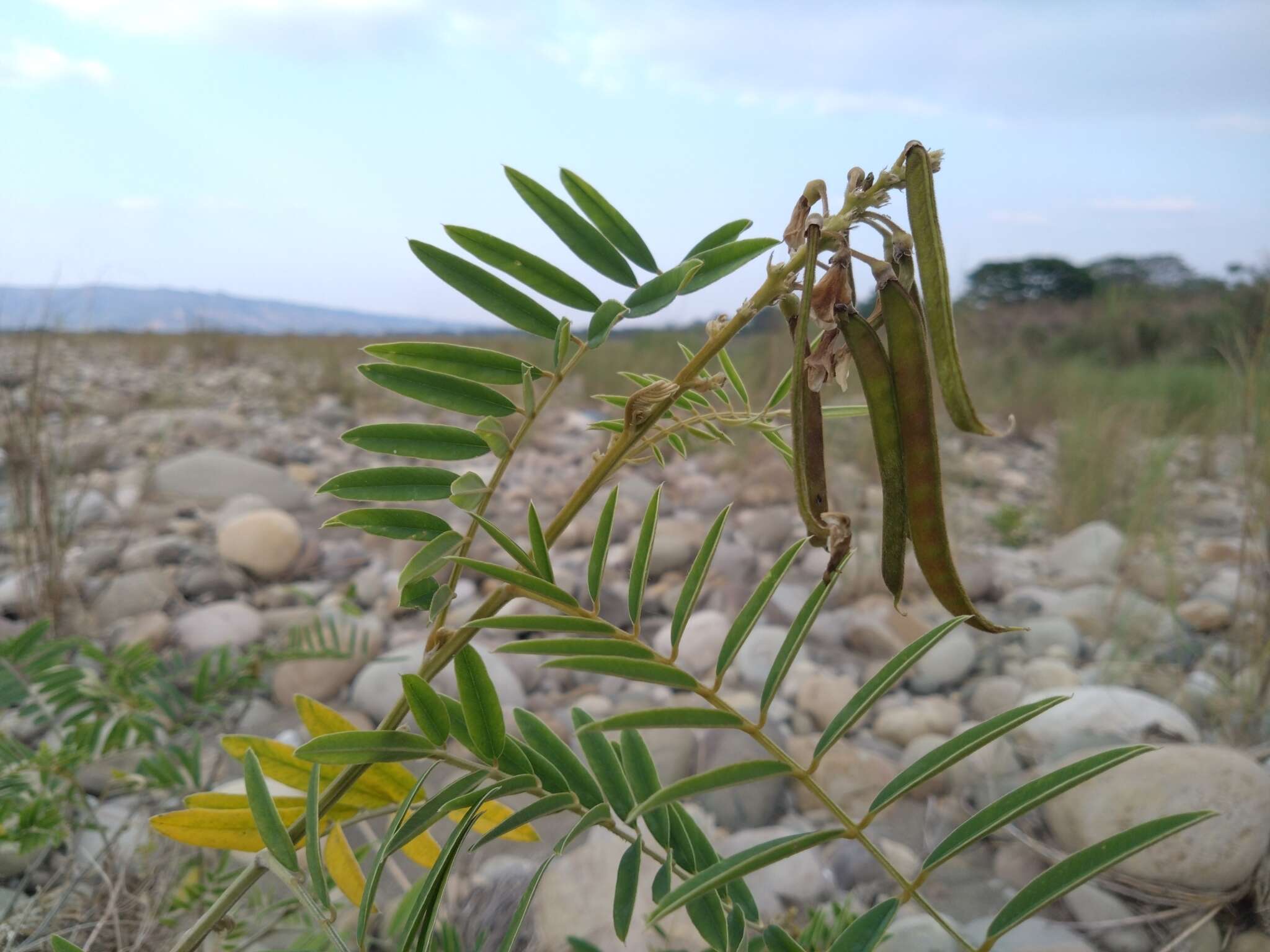 Image of white hoarypea