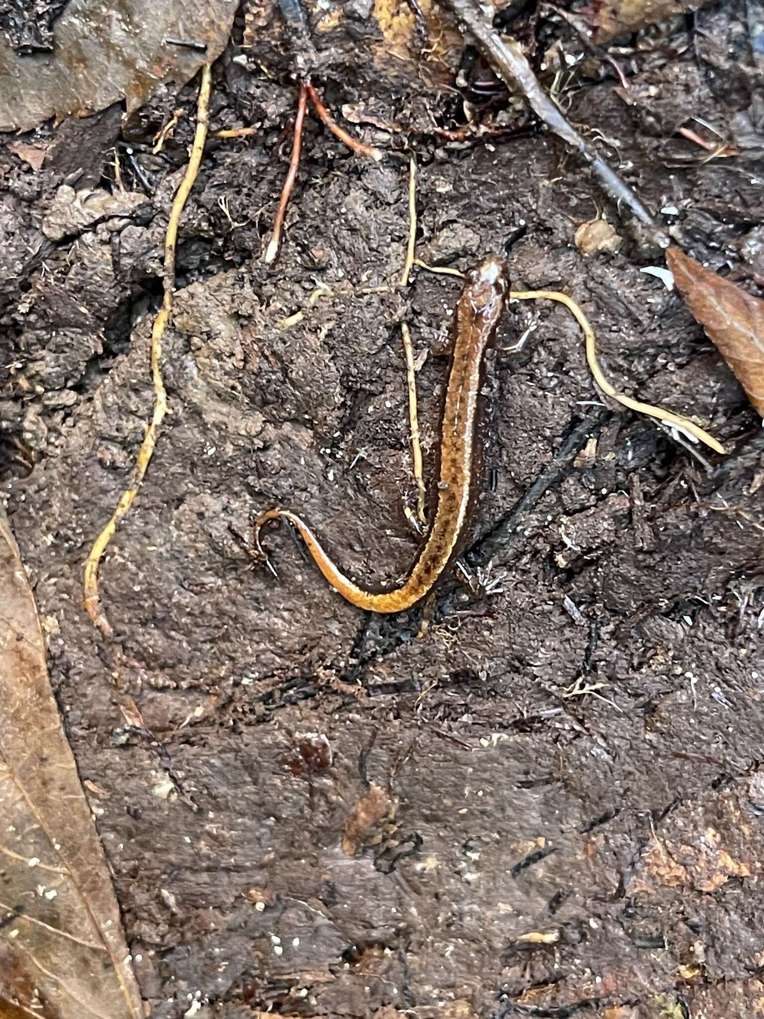 Image of Seepage Salamander