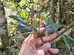 Image of Endlicheria paniculata (Spreng.) Macbride