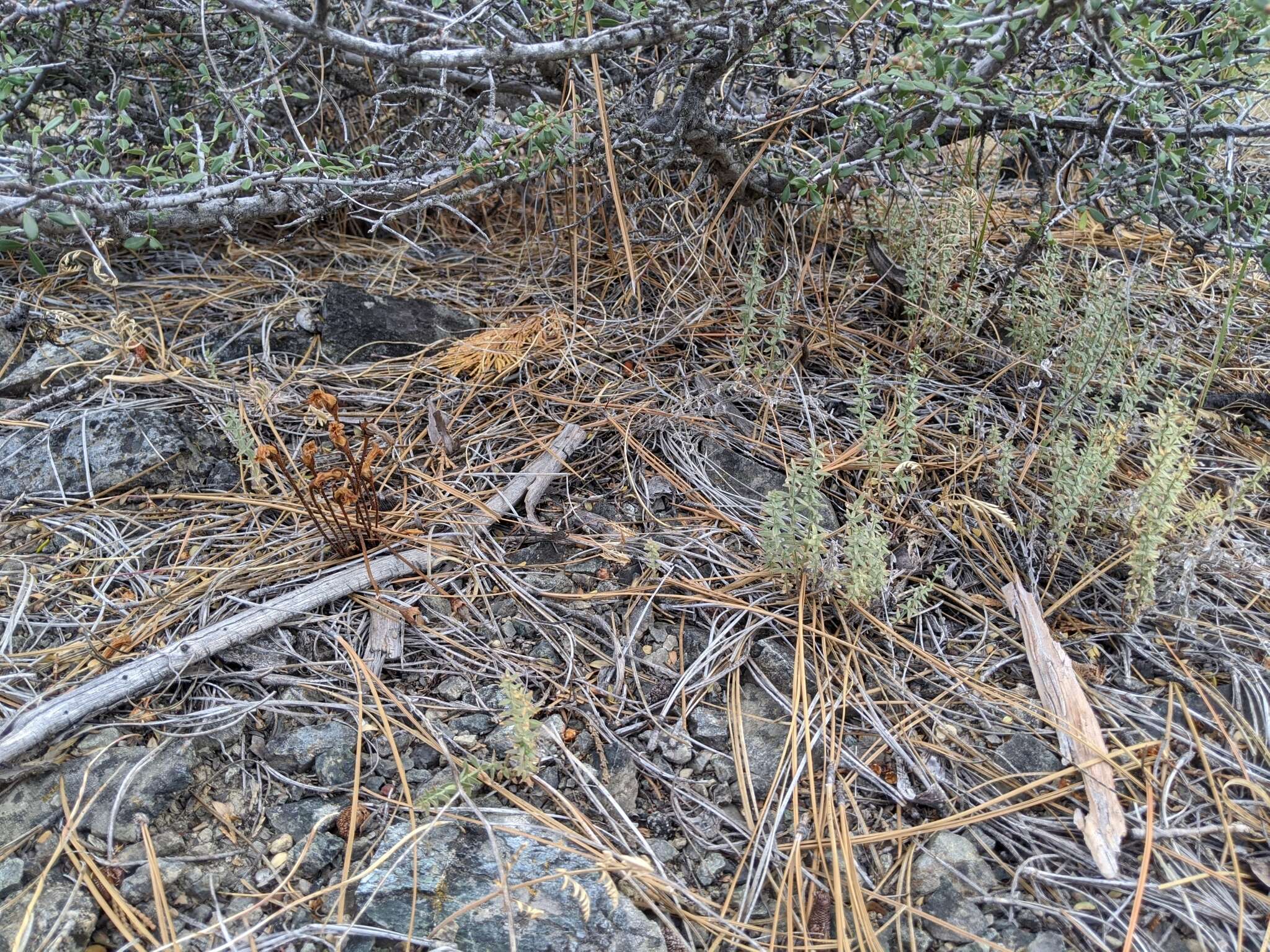 Image of Galium broomrape