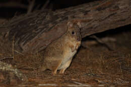 Image of Brush-tailed Bettong