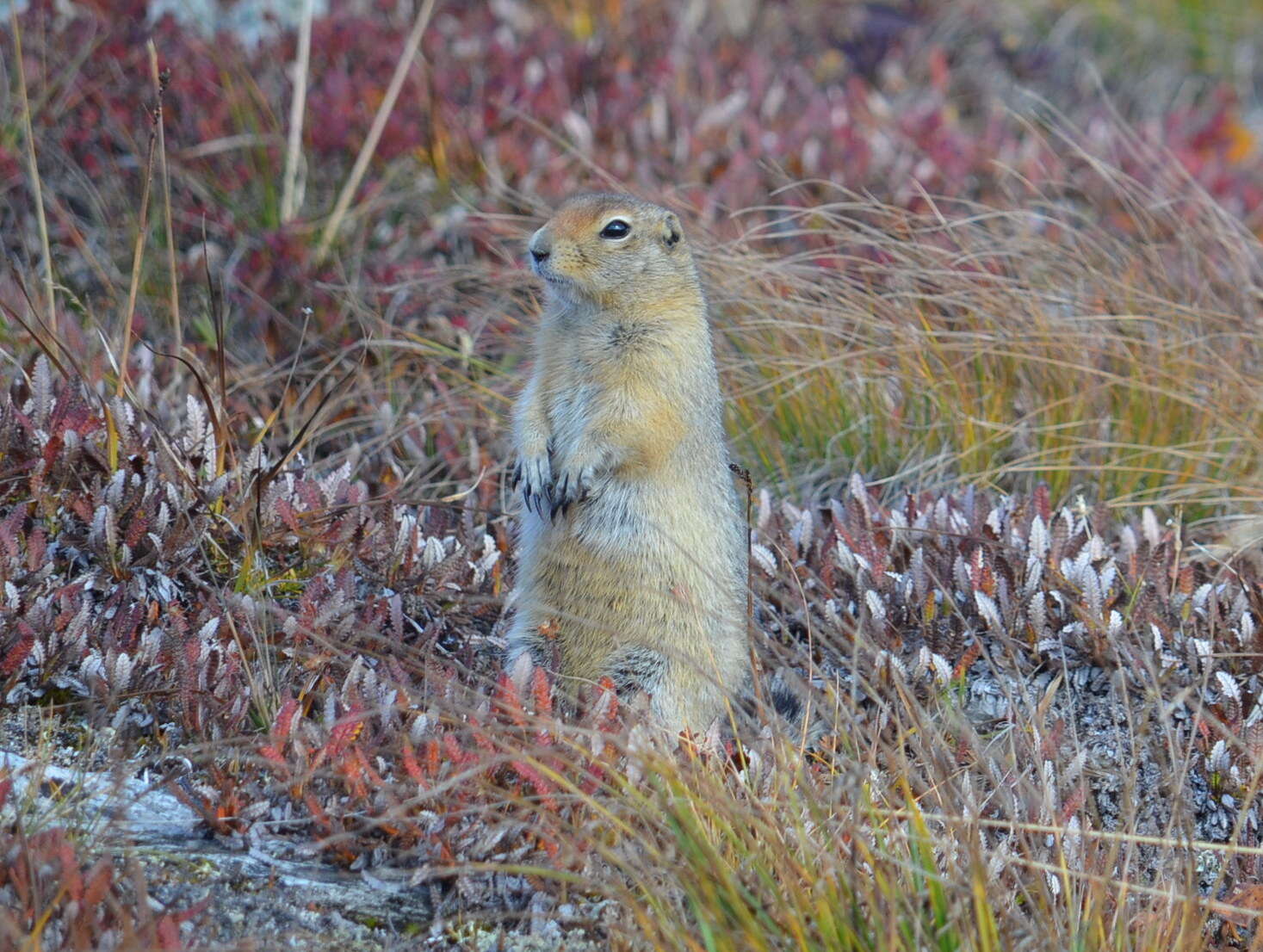 Image of Arctic ground squirrel