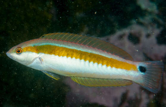 Image de Sandager's wrasse