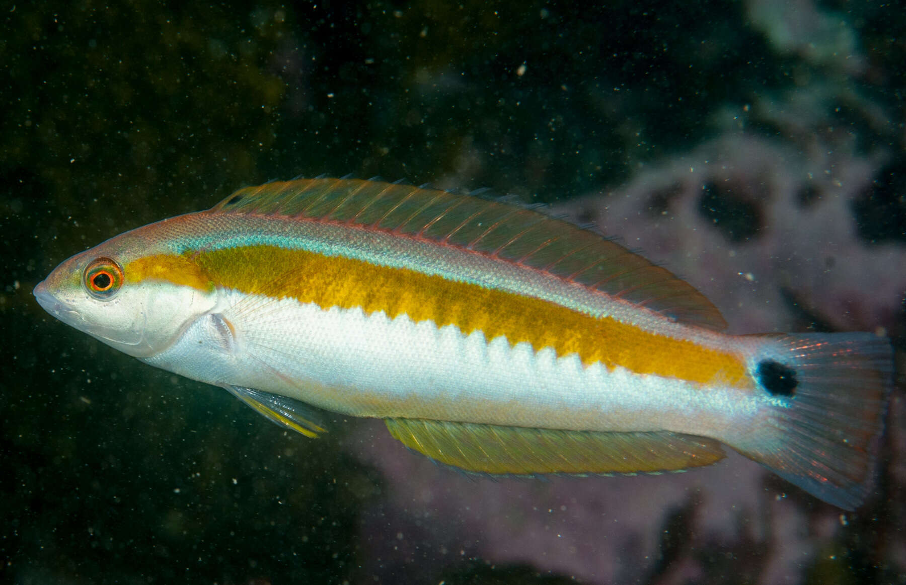 Image of Eastern king wrasse