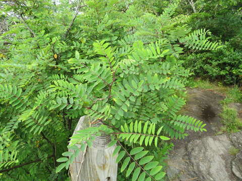 Robinia hispida var. fertilis (Ashe) R. T. Clausen的圖片