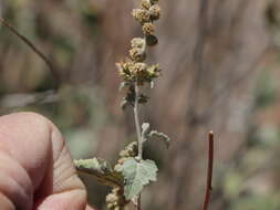 Image of Tucson bur ragweed