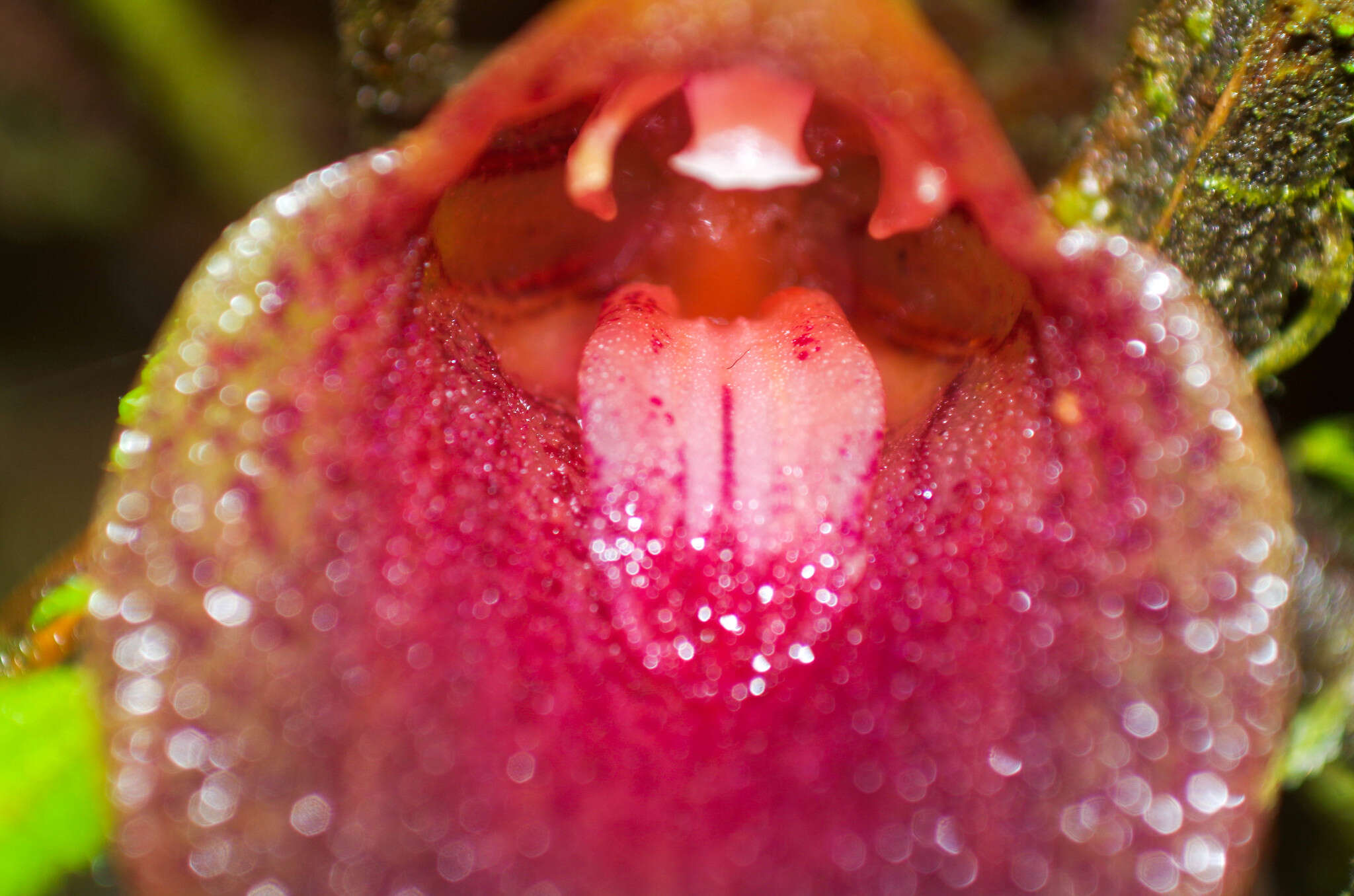 Imagem de Masdevallia angulata Rchb. fil.