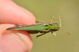 Image of woodland grasshopper