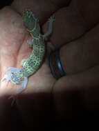 Image of Texas Banded Gecko