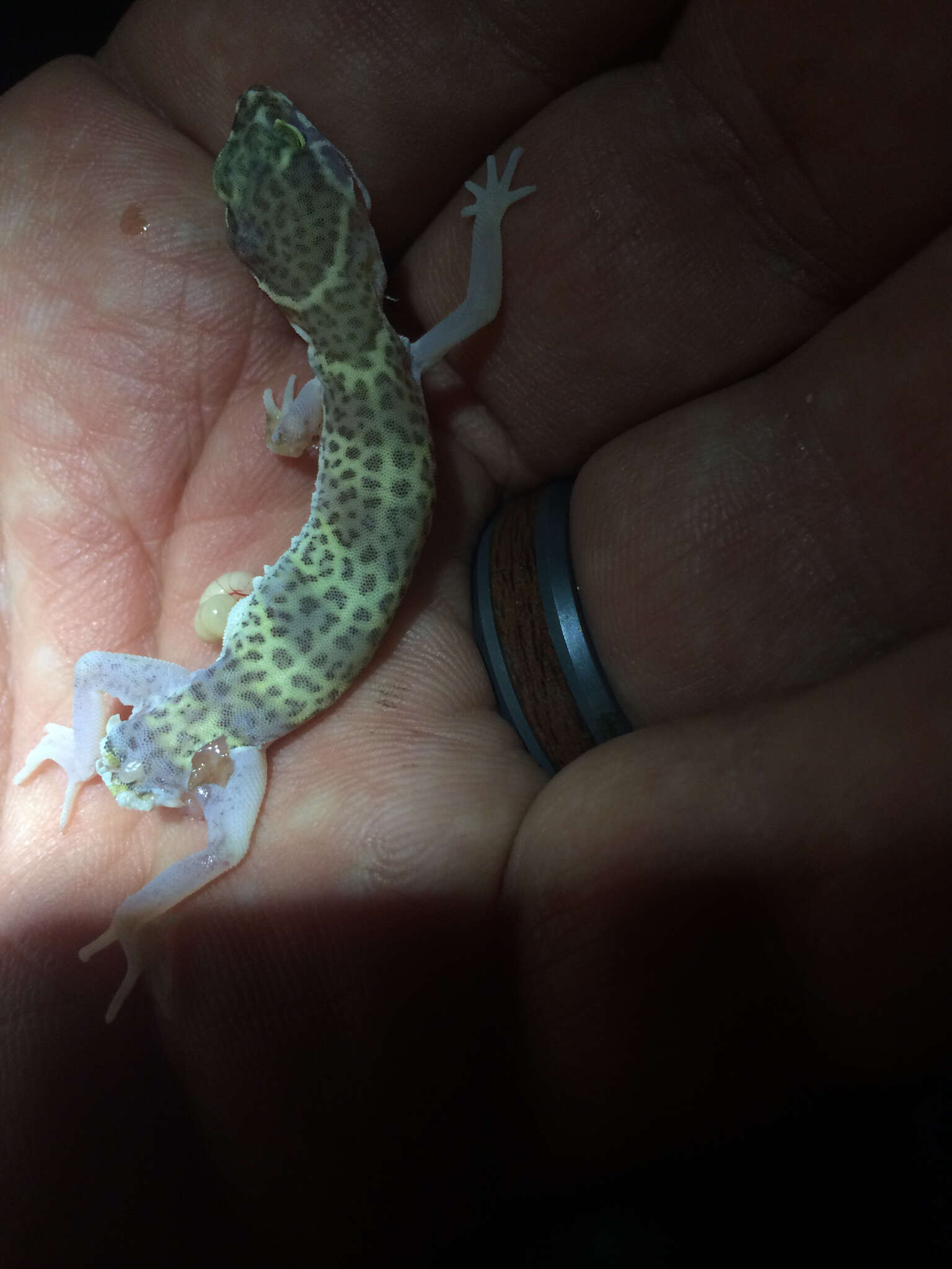 Image of Texas Banded Gecko