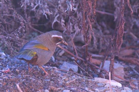 Image of White-whiskered Laughingthrush