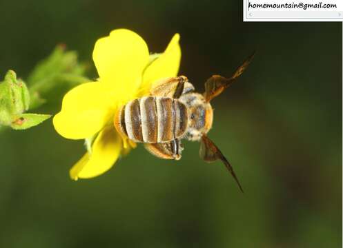 Image of Andrena chengtehensis Yasumatsu 1935