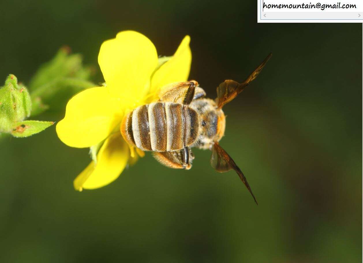 Image of Andrena chengtehensis Yasumatsu 1935