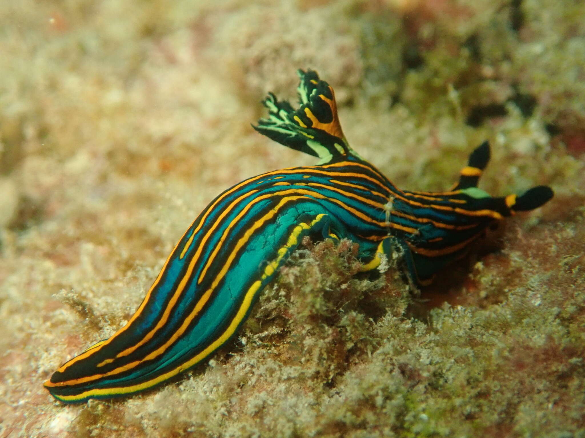 Image of Gold and green lined slug