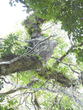 Image of Southern green fairy orchid