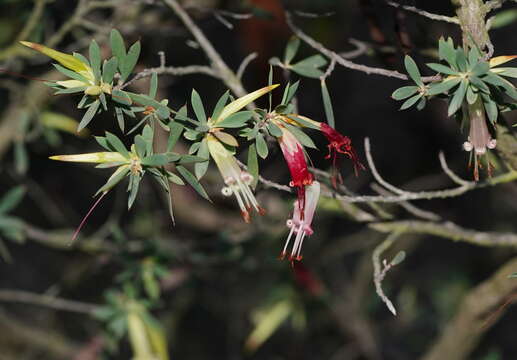 Image of Styphelia triflora Andr.