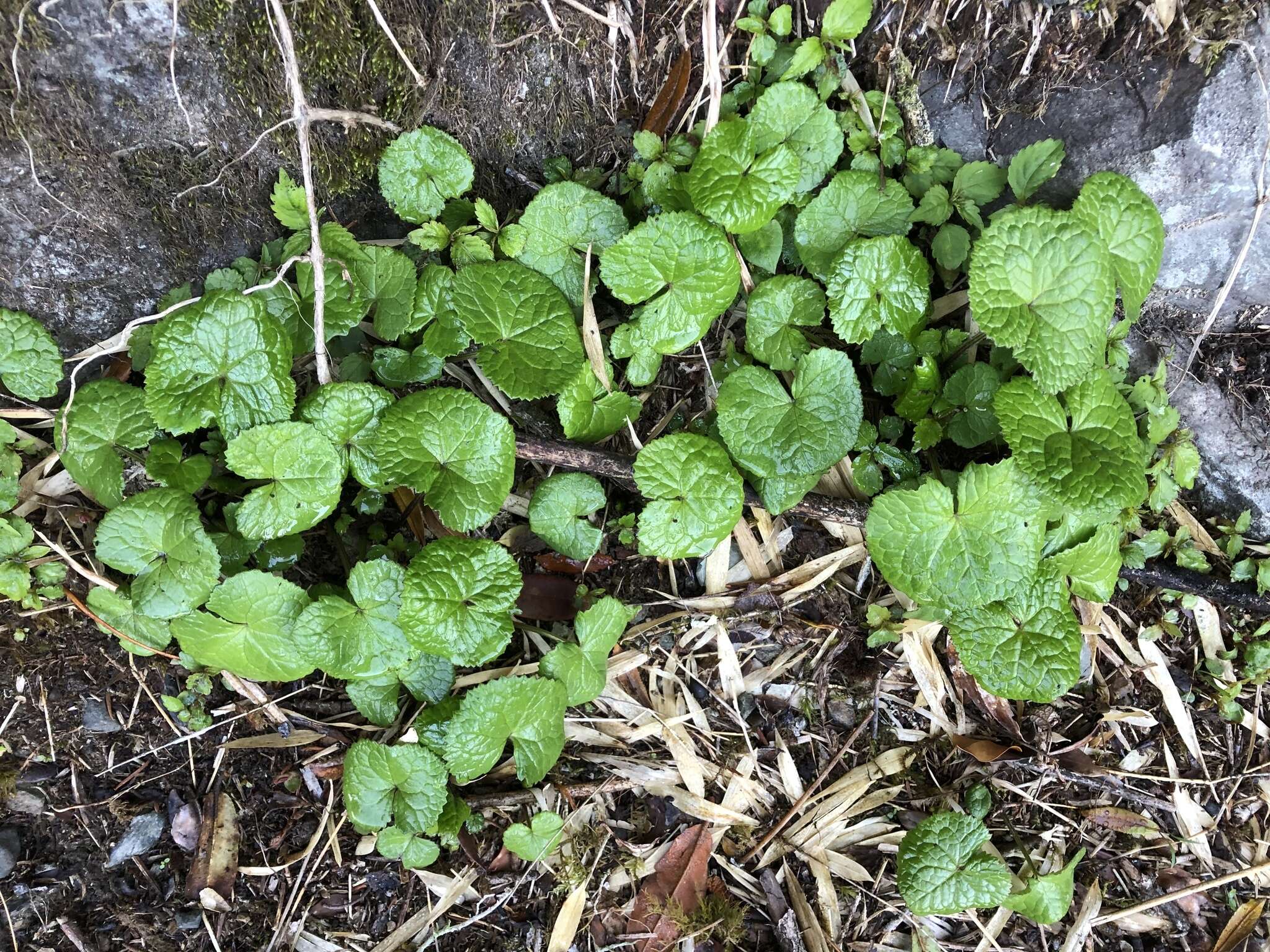 Image of Ligularia kojimae Kitam.