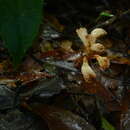 Image of Gastrodia albida T. C. Hsu & C. M. Kuo