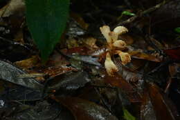 Image of Gastrodia albida T. C. Hsu & C. M. Kuo