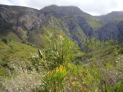 Image de Protea repens (L.) L.